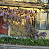Wisteria Massage